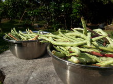 Organic garden beans, organic in Northern Thailand.