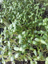 Organic sunflower sprouts