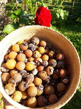 Organic washing nuts in a basket, with a rose in the background.