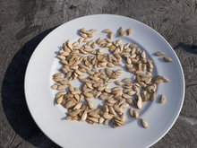 Pumpkin seeds on a plate, drying in the sun.