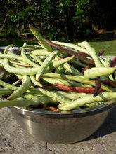 Organic garden beans, organic in Northern Thailand in a metal bowl on a wooden table.