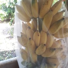 Home Grown Banana