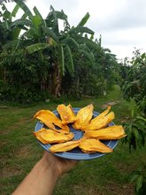 Dried nam dok mai mango from organic garden