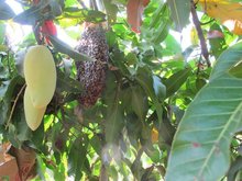 beehive and mango