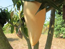 Tree ripened mango