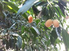 Plum Mango hanging on the tree.