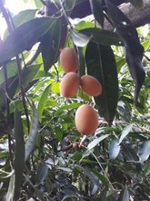 Plum Mango hanging on the tree.