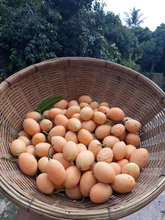Plum Mangos in a basket.