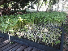 Organic sunflower sprouts in a tray easily cuttable 