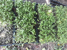 Organic sunflower sprouts in trays