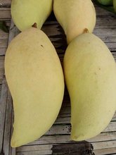 Nice mangoes